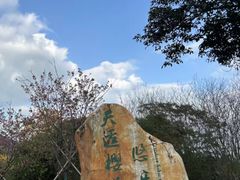 -天适樱花悠乐园