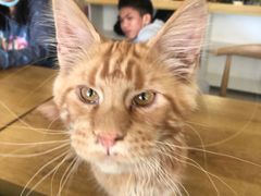 -平行世界·猫咖(首经贸店)