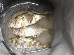 -深圳海钓·深圳钓鱼·拓展聚会鱼排