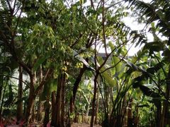 -西双版纳融创皇冠假日度假酒店