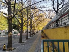 -三里屯东五街银杏大道