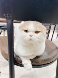 -柚子•猫美睫美甲