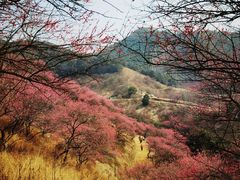 -新建村梅花