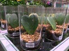 -KKV(深圳宏发大仟里店)