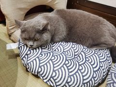 -逗柴咖啡屋·狗咖猫咖宠物桌游