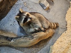 -Zoolung Zoolung动物主题公园(海信广场店)