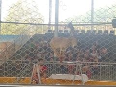 -泉州海丝野生动物世界