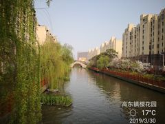 -高东镇樱花园