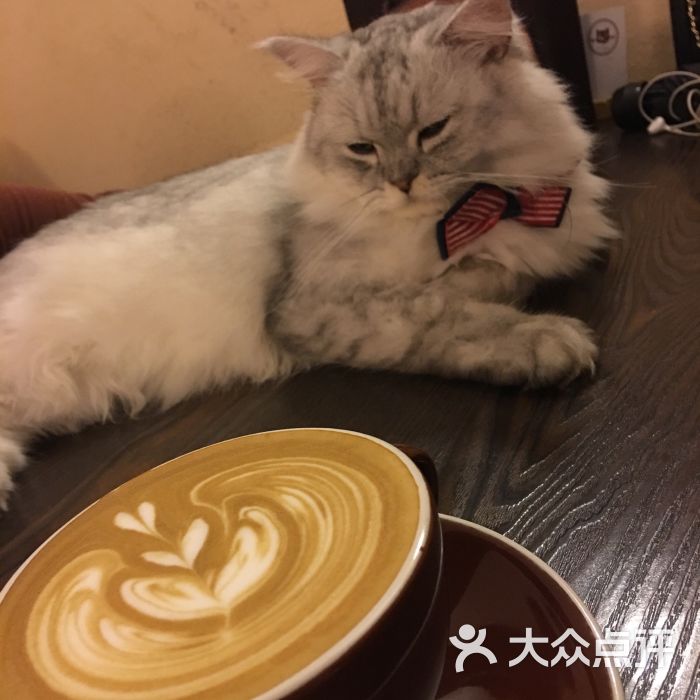 猫友咖啡店(玉林西路店)图片 第5张