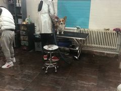 -派多格宠物·购宠(靛厂路店)