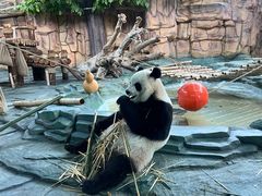 -泉州海丝野生动物世界