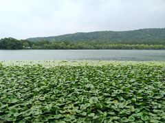 -西湖外事游船(花港观鱼码头)