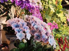 -自由生长植物工作室(深港花卉中心店)