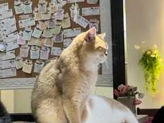 -猫小院猫主题餐厅(南锣旗舰店)