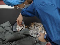 -御宝贝24h宠物医院·转诊中心·CT核磁血透中心(厦门总院)