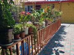 -马白开来特色羊排揪片子  (总店)