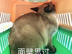 -关爱宠物医院·猫科中心·消化科(滨湖万达分院)