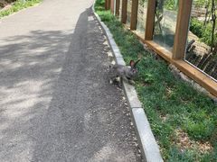 -欢乐松鼠谷