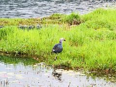 -腾冲北海湿地