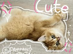 -翊宠yipet猫狗购宠庄园犬舍•猫舍