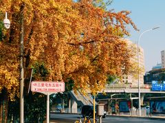 -三里屯东五街银杏大道
