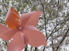 -顾村公园