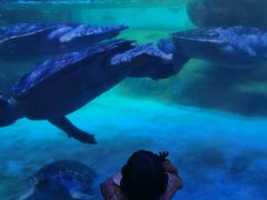 -海合安成都极地海洋公园