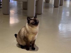 -藏猫猫咖啡主题馆(中央大道店)