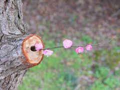 -八大山人梅湖景区