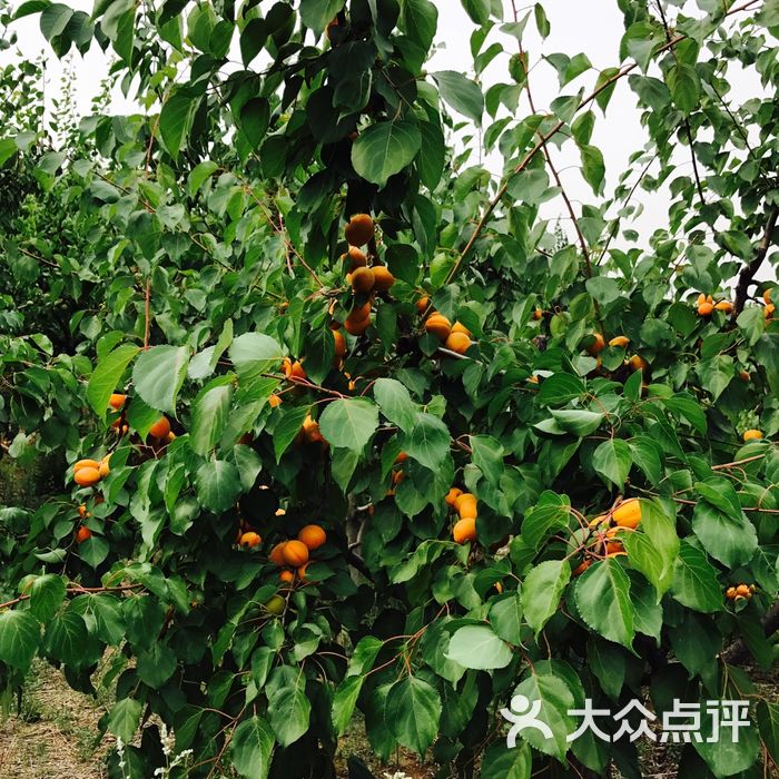 幸福采摘园图片-北京采摘/农家乐-大众点评网