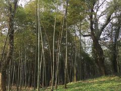 -西湖风景区十里琅珰-五云山