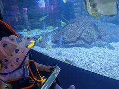 -烟台海昌鲸鲨海洋公园