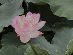 -成都市文化公园
