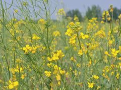 -汉长安城未央宫国家考古遗址公园