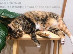 店内环境-猫的天空之城概念书店(杭州南宋御街店)