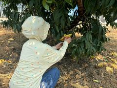 -老袁家蜜桃农场·阳山水蜜桃