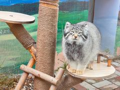 -青藏高原野生动物园