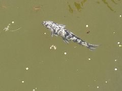 青花鲤鱼-南戴河国际娱乐中心