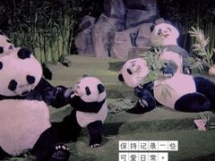 -成都泰迪熊博物馆
