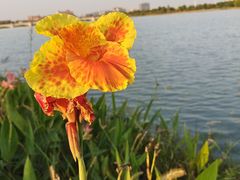 -海宁鹃湖公园