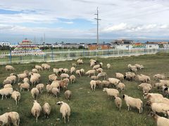 -青海湖国家重点风景名胜区