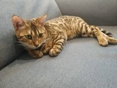 -Heymao猫咖.咖啡厅(东门店)