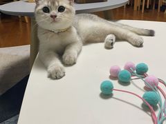 -猫大福·Fortune Cat猫舍(百子湾店)