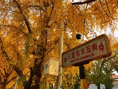 -三里屯东五街银杏大道