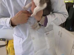 -艾吉宠物医院·疑难杂症转诊中心·猫友好(碧江路院)