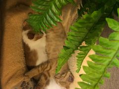 -大观园影院式足浴Spa店(沙坪坝店)