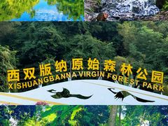 -西双版纳原始森林公园