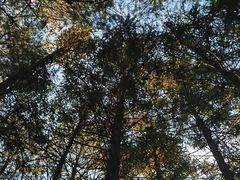 -重庆睡佛山森林公园