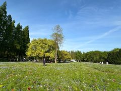 -上海滨江森林公园