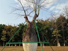 -东莞植物园